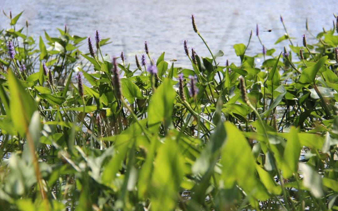 Heart-Centered Isn’t Soft: It’s a Role We Need Right Now